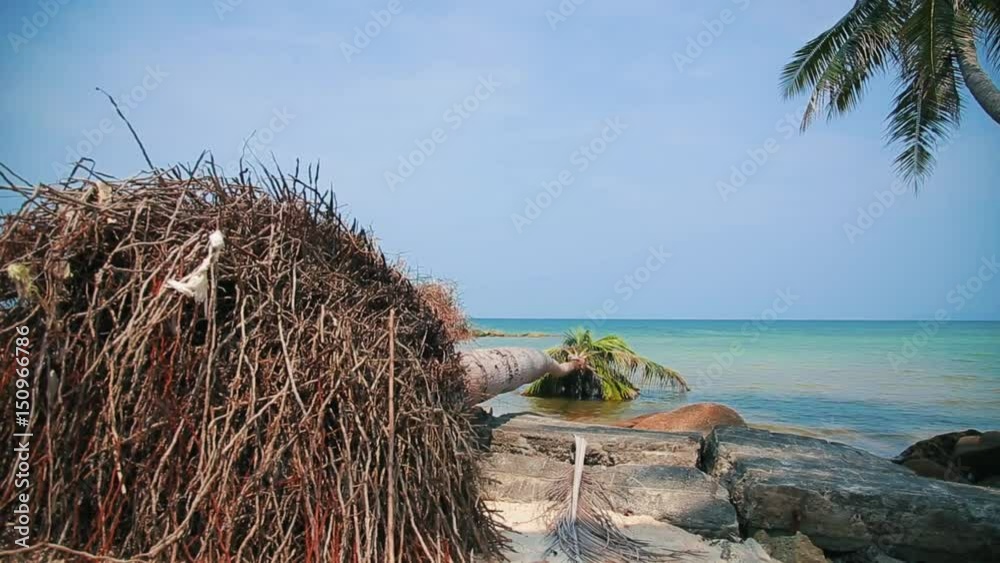 Fallen coconut tree on the tropical island Fallen coconut tree on the tropical island