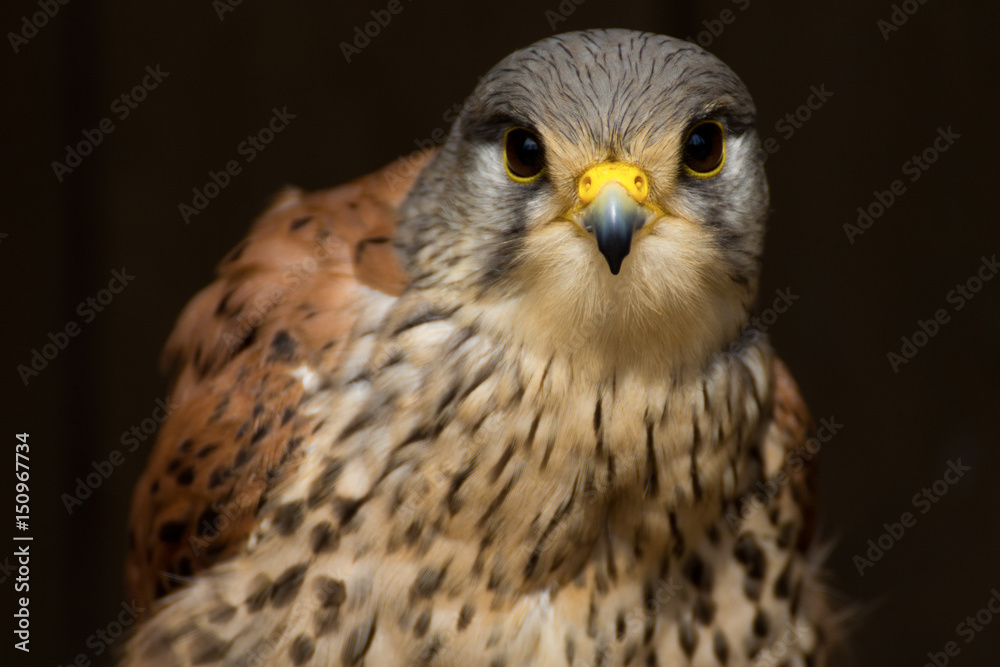 Fototapeta premium Face peregrin - prey bird
