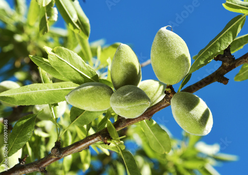 Fototapete branch of almond tree with green almonds