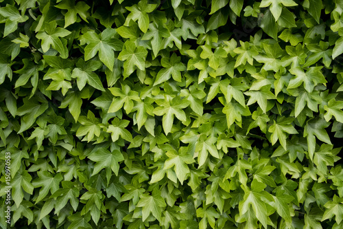 lierre lierre grimpant matière vert feuille texture végétal flore