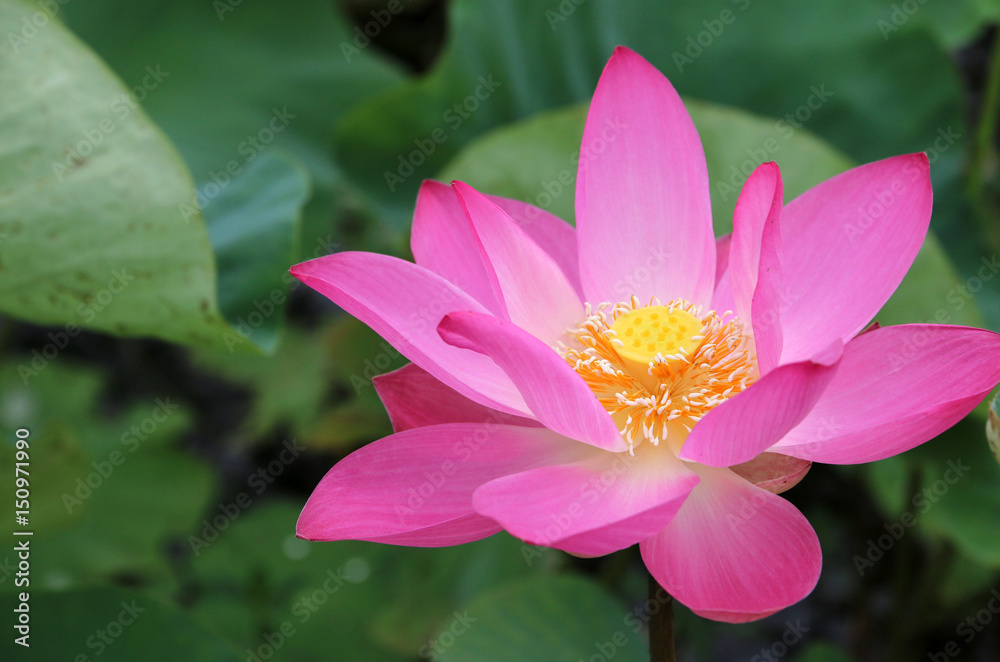 flower Leaves lotus Pink In the lake