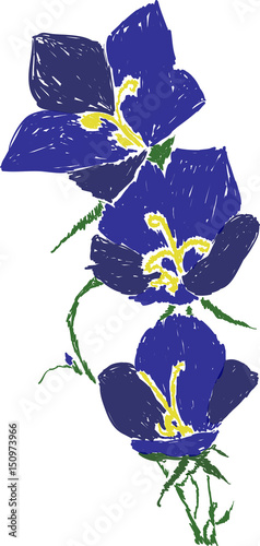 dark blue bellflower picture on white