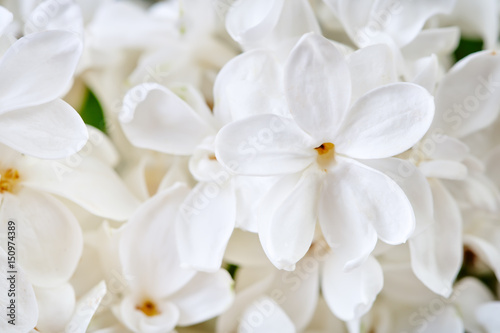 Beautiful flowers of white lilac close up.