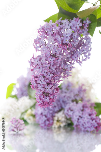 Bouquet of lilac