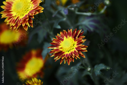 Autumn Chrysanthemum Show