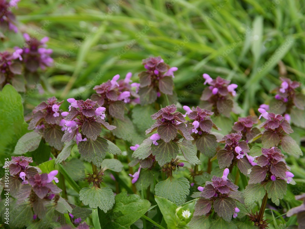 Fototapeta premium dead nettle plant with purple flowers