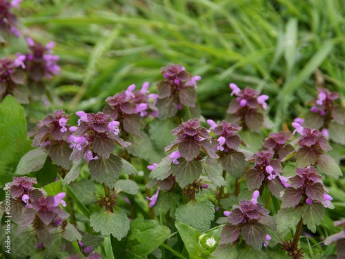 Wallpaper Mural dead nettle plant with purple flowers Torontodigital.ca