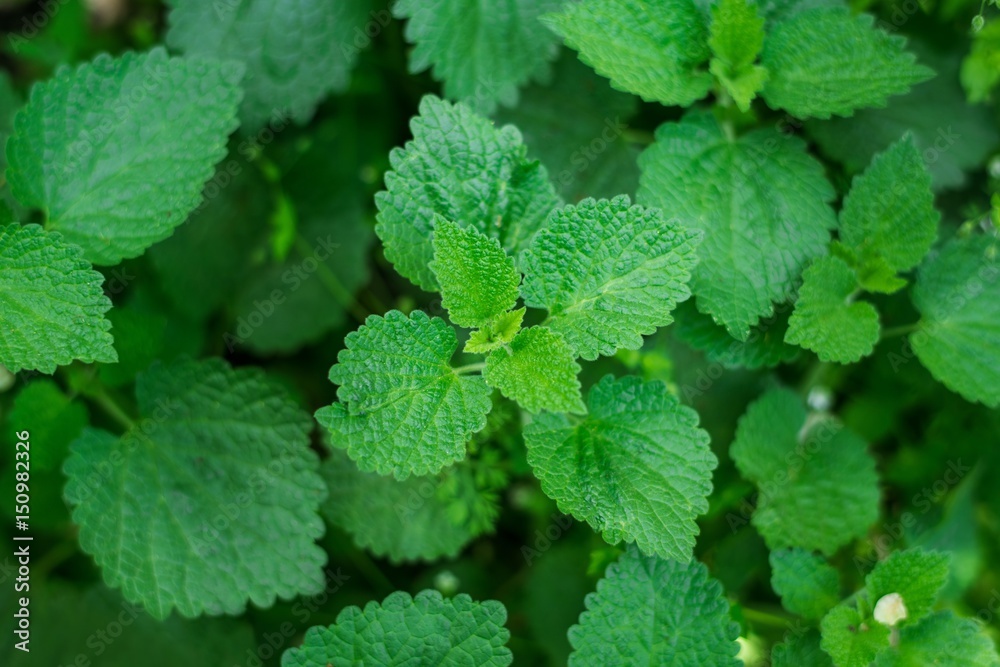 common nettle. Green fresh nettle background. Stinging nettle concept design. Lots of stinging nettles which have leaves covered with fine hairs that sting.