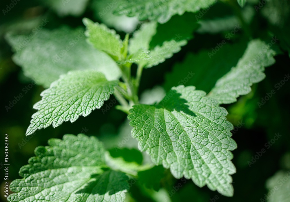 common nettle. Green fresh nettle background. Stinging nettle concept design. Lots of stinging nettles which have leaves covered with fine hairs that sting. common nettle. Green fresh nettle background. Stinging nettle concept design. Lots of stinging nettles which have leaves covered with fine hairs that sting.