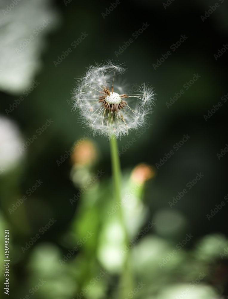 dandelion seeds blowing wind, dreamy magical image with green tones. Abstract dandelion flower background. Big dandelion. Art photography. dandelion seeds blowing wind, dreamy magical image with green tones. Abstract dandelion flower background. Big dandelion. Art photography.