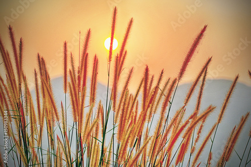 grass flower with sunset background