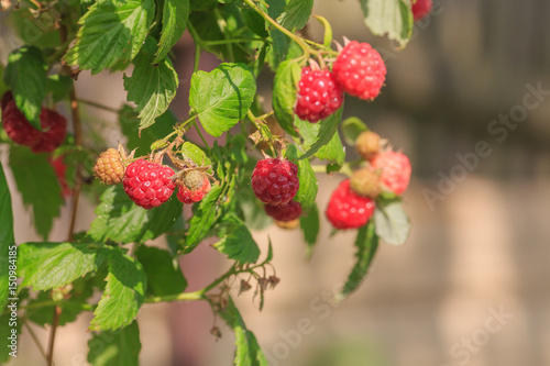 Branch with green leaves and red ripe raspberry