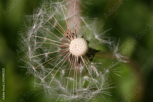 overblown dandelion