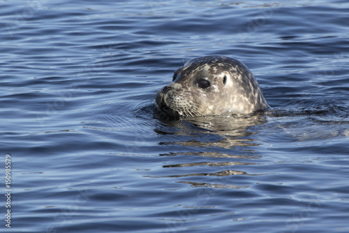 Harbor seal head peering out of the water of the Pacific Ocean in the spring sunny day