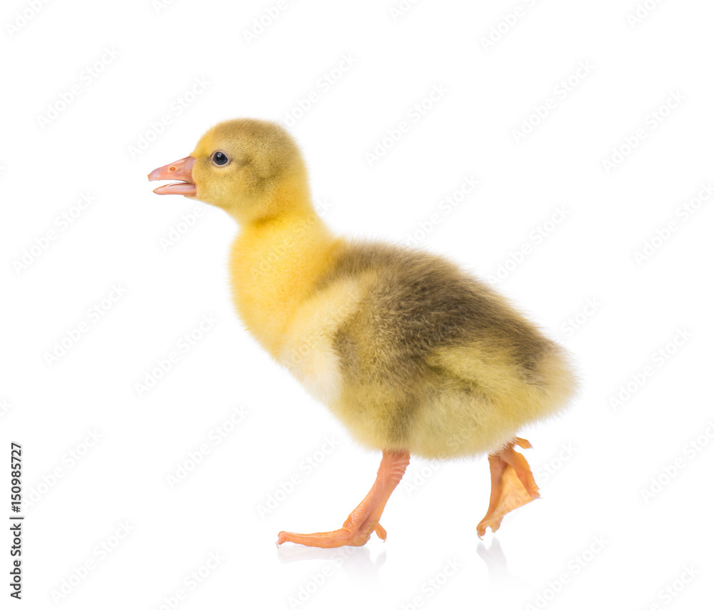 Cute little newborn yellow fluffy gosling. One young goose isolated on a white background. Nice bird. Cute little newborn yellow fluffy gosling. One young goose isolated on a white background. Nice bird.
