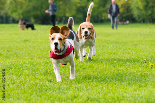 Fototapeta Naklejka Na Ścianę i Meble -  Group of beautiful funny beagle dogs playing outdoors at spring or summer park.