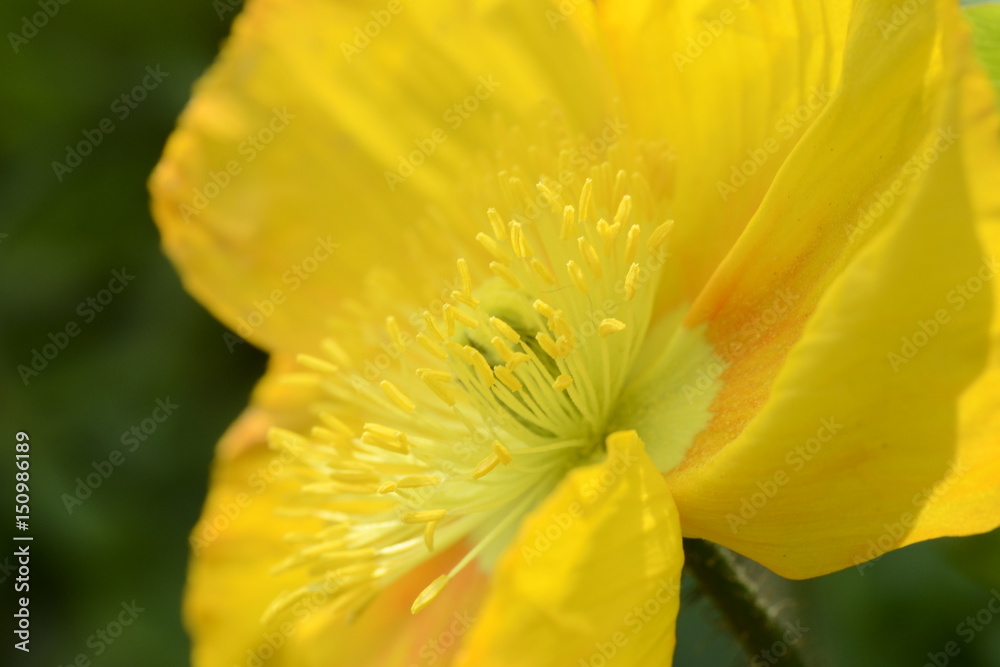 Papaver rhoeas Papaver rhoeas