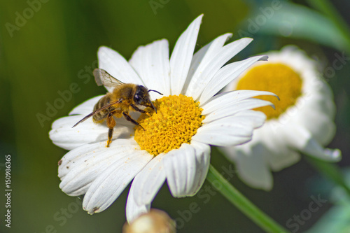 little honeybee on white blossom