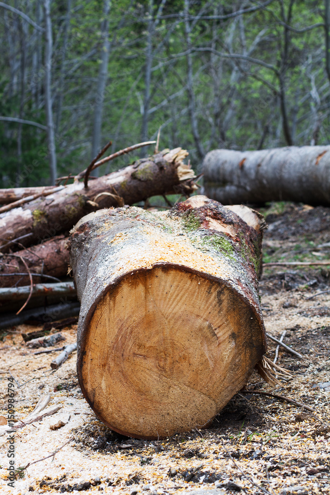 freshly cut tree trunk with sawdust on the ground freshly cut tree trunk with sawdust on the ground