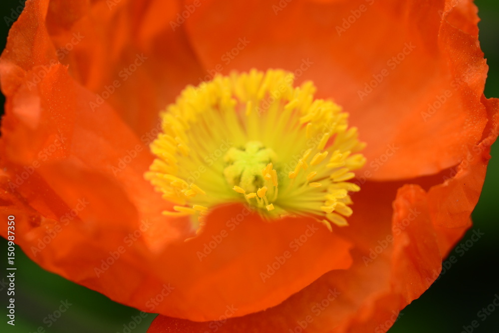 Papaver rhoeas Papaver rhoeas