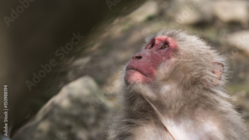 japanese macaque portrait