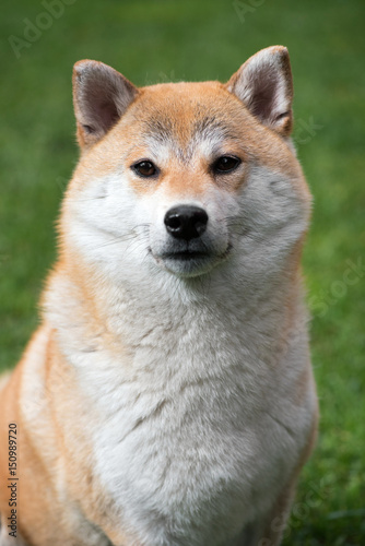 Portrait of Shiba Inu dog