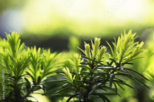 natural background yew-tree new young needles