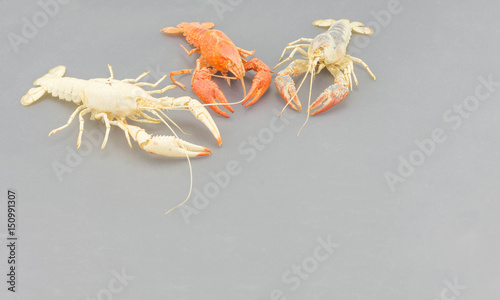 The remains of the crayfish molt isolated on isolated on gray background