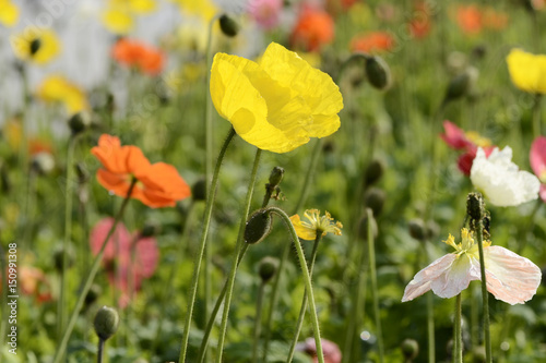 Papaver rhoeas