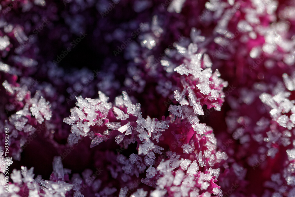 Morning frost Morning frost