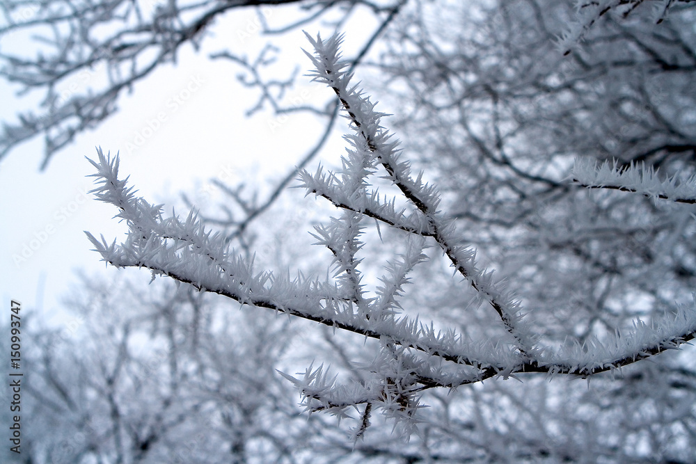 Hoarfrost on the branches of a tree is like a needle. Hoarfrost on the branches of a tree is like a needle.