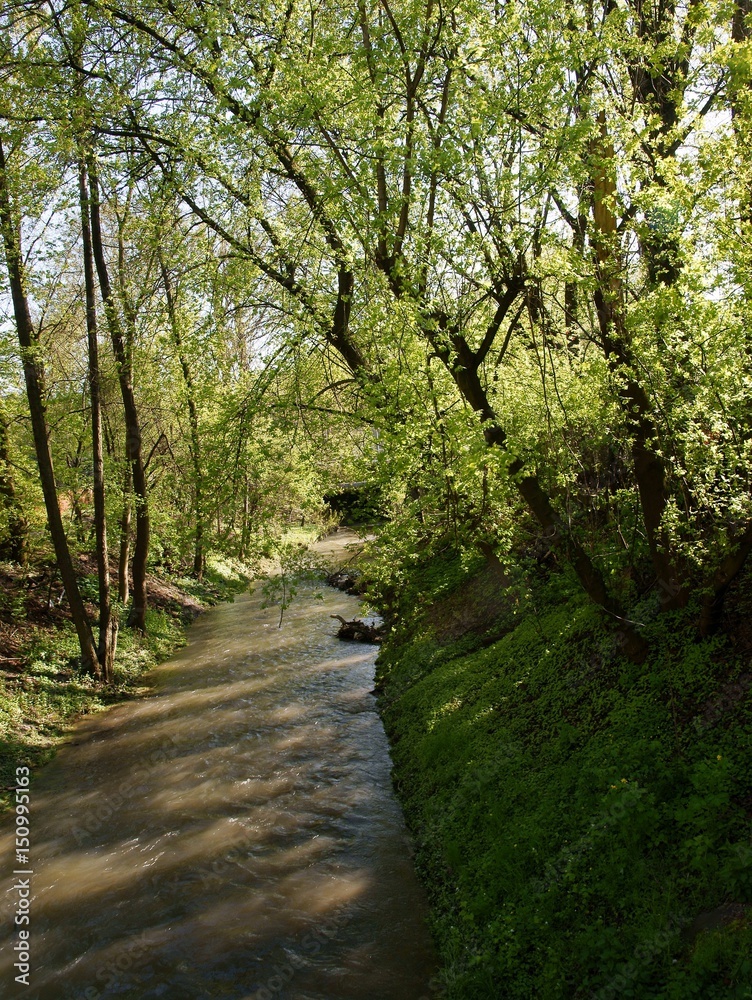 Obraz premium trees in park at spring