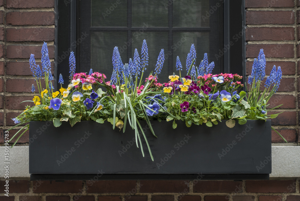 Naklejka premium Flower Filled Window Box in New York City
