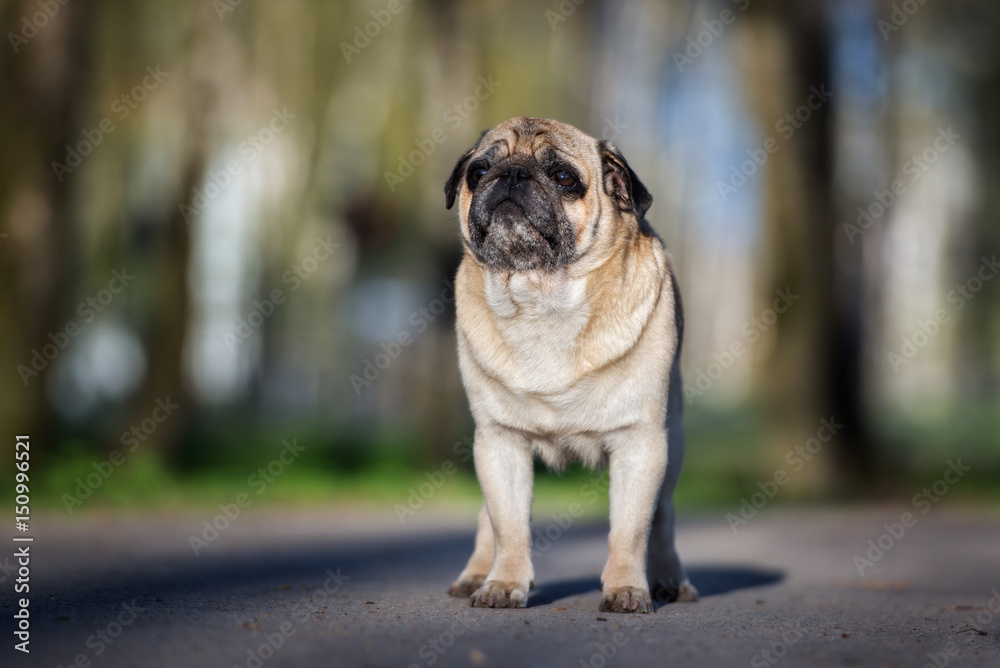 sad pug dog standing outdoors