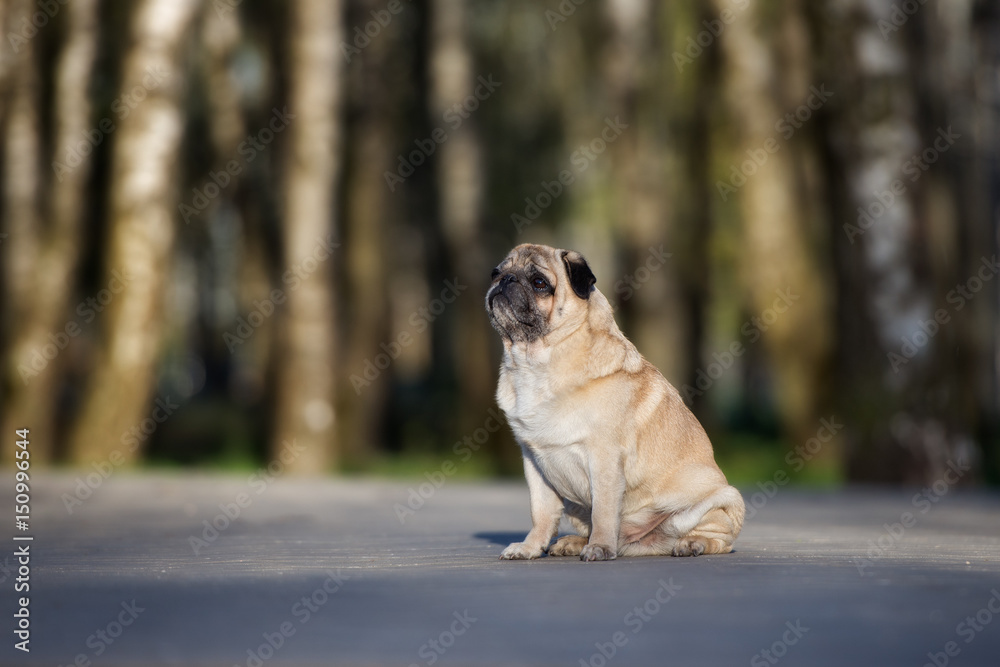 pug dog sitting in a park