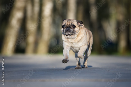 pug dog running outdoors in summer