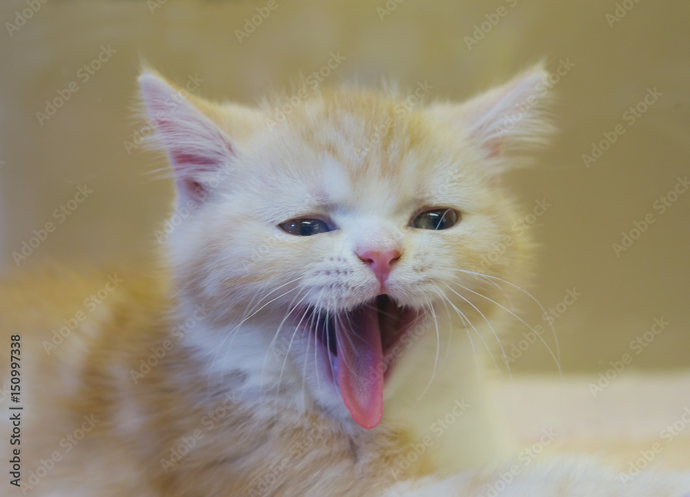 Котёнок порода шотландская короткошерстная (скоттиш-страйт )