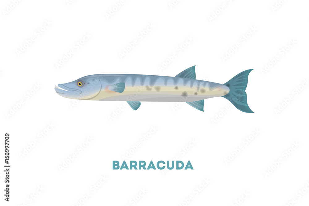 Isolated barracuda fish on white background. Seafood. Isolated barracuda fish on white background. Seafood.
