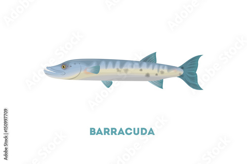 Wallpaper Mural Isolated barracuda fish on white background. Seafood. Torontodigital.ca