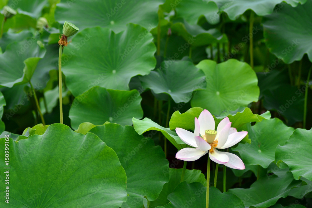 Lotus Lotus