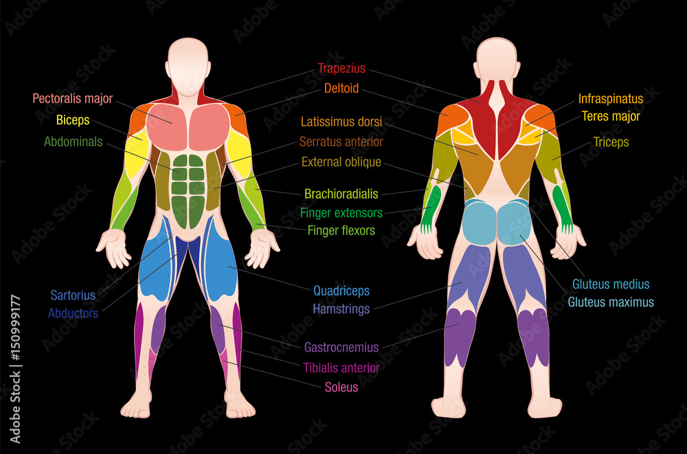 Muscle chart with most important muscles of the human body colored Muscle chart with most important muscles of the human body colored