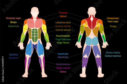 Muscle chart with most important muscles of the human body - colored anterior and posterior view - labeled isolated vector illustration on black background.