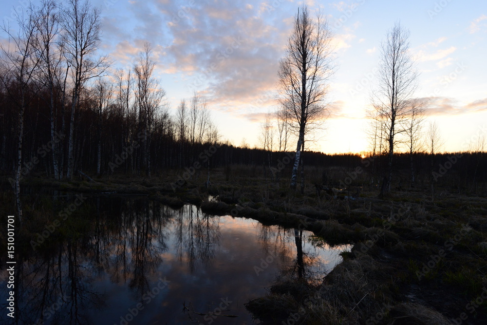 Spring forest swamp the sun sets behind the bare trees Spring forest swamp the sun sets behind the bare trees