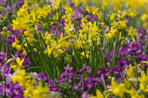 Fototapeta Naklejka Na Ścianę i Meble -  Frühling Hintergrund Narzissen Stiefmütterchen