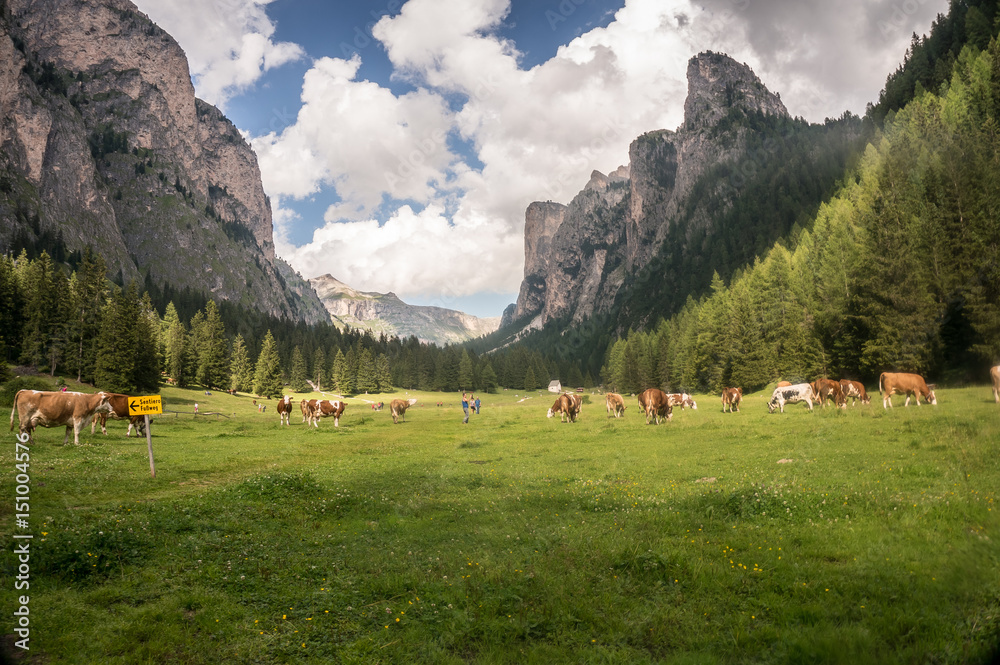 Vista della vallunga con mucche al pascolo, Val Gardena, Dolomiti, Ortisei, Italia.