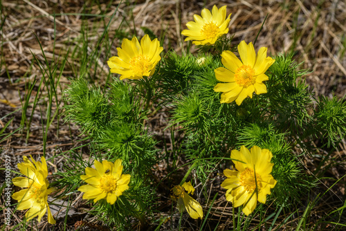 Obraz na płótnie adonis yellow flowers spring grass