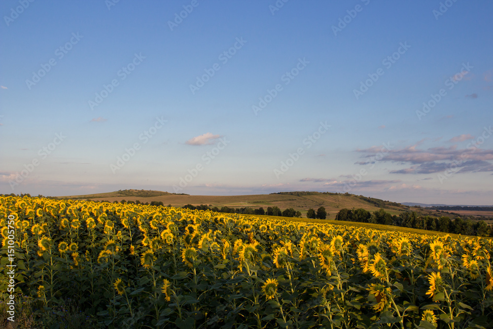 sunflowers on a background of mountains