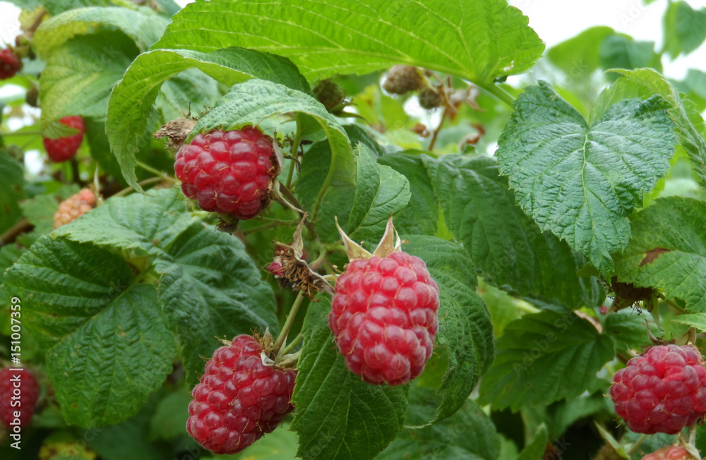 ripe red raspberries on the bush, cultivation, garden ripe red raspberries on the bush, cultivation, garden