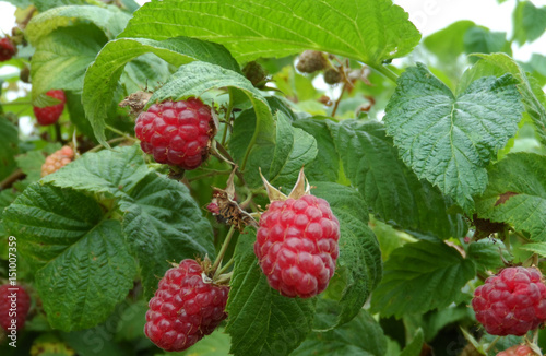 ripe red raspberries on the bush, cultivation, garden 