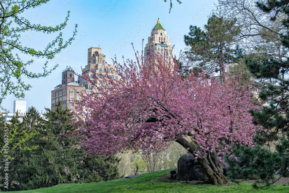 Naklejka premium central park new york cherry blossom